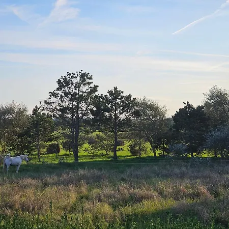Grande Maison Normande, Vue A 75 Metres De La Plage, Equipe De Nage *